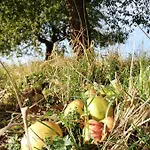 Odenwald Lounge Im Naturpark Bergstrasse-odenwald *