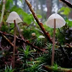 Odenwald Lounge Im Naturpark Bergstrasse-odenwald 別荘 Reichelsheim