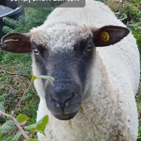 Odenwald Lounge Im Naturpark Bergstrasse-odenwald Prázdninový dům Reichelsheim