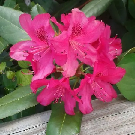 Odenwald Lounge Im Naturpark Bergstrasse-odenwald