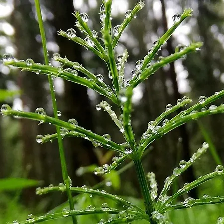 Odenwald Lounge Im Naturpark Bergstrasse-odenwald Reichelsheim