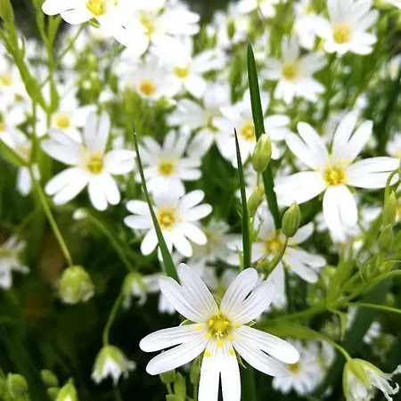 Odenwald Lounge Im Naturpark Bergstrasse-odenwald *
