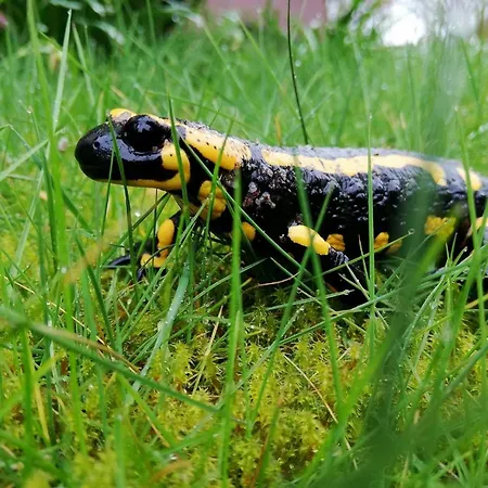 Odenwald Lounge Im Naturpark Bergstrasse-odenwald