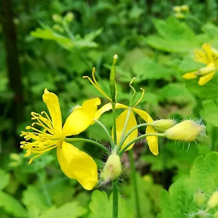 Odenwald Lounge Im Naturpark Bergstrasse-odenwald Reichelsheim