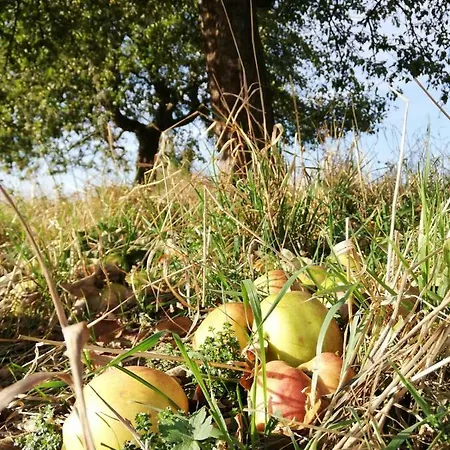 Odenwald Lounge Im Naturpark Bergstrasse-odenwald *