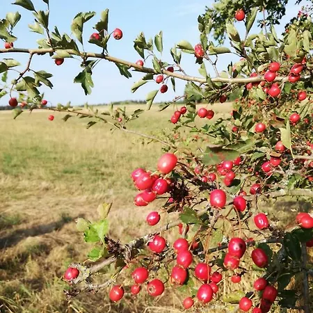 Prázdninový dům Odenwald Lounge Im Naturpark Bergstrasse-odenwald *