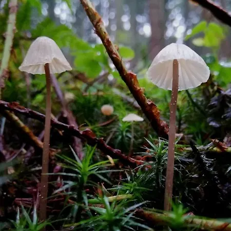 Odenwald Lounge Im Naturpark Bergstrasse-odenwald Prázdninový dům Reichelsheim