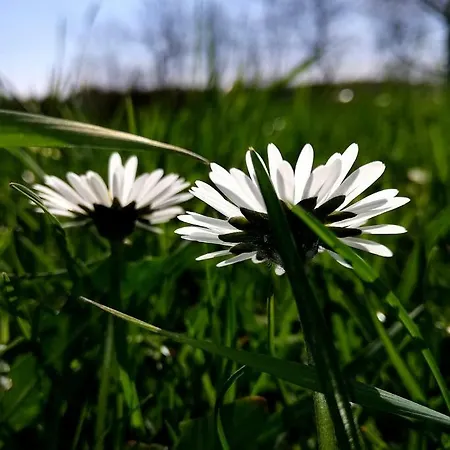 Odenwald Lounge Im Naturpark Bergstrasse-odenwald * Reichelsheim