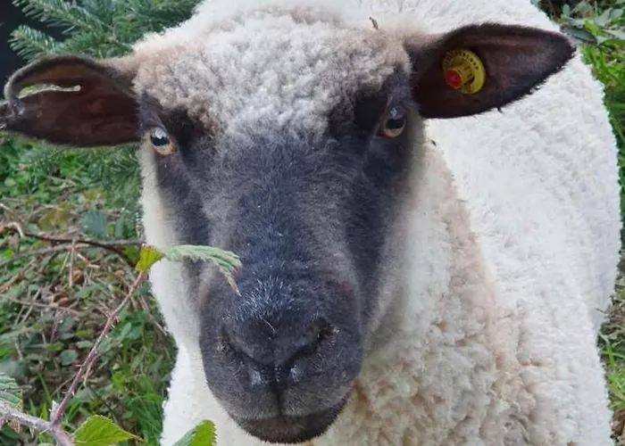 Odenwald Lounge Im Naturpark Bergstrasse-odenwald Semesterbostad Reichelsheim
