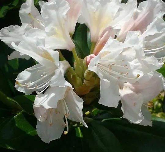 Odenwald Lounge Im Naturpark Bergstrasse-odenwald Reichelsheim