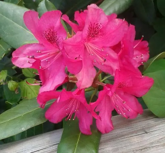 Odenwald Lounge Im Naturpark Bergstrasse-odenwald
