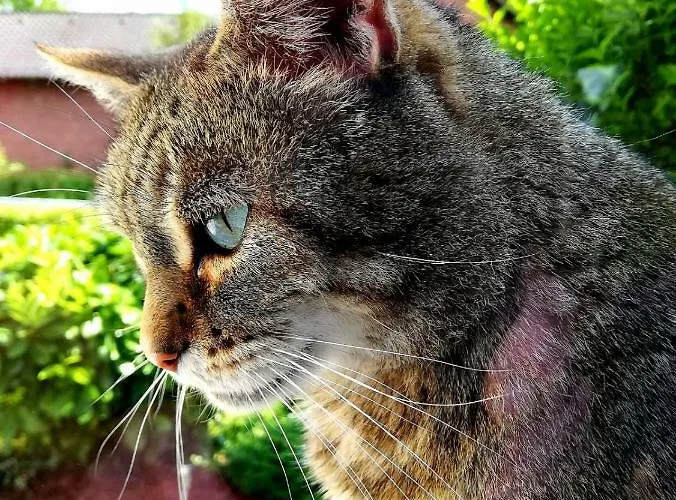 Odenwald Lounge Im Naturpark Bergstrasse-odenwald