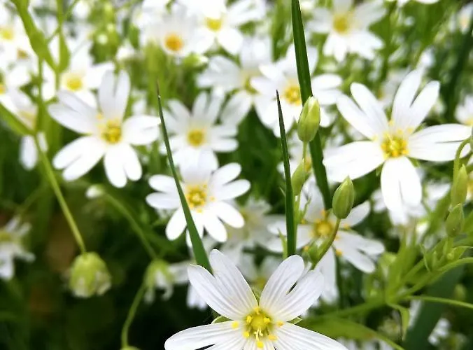 Odenwald Lounge Im Naturpark Bergstrasse-odenwald *
