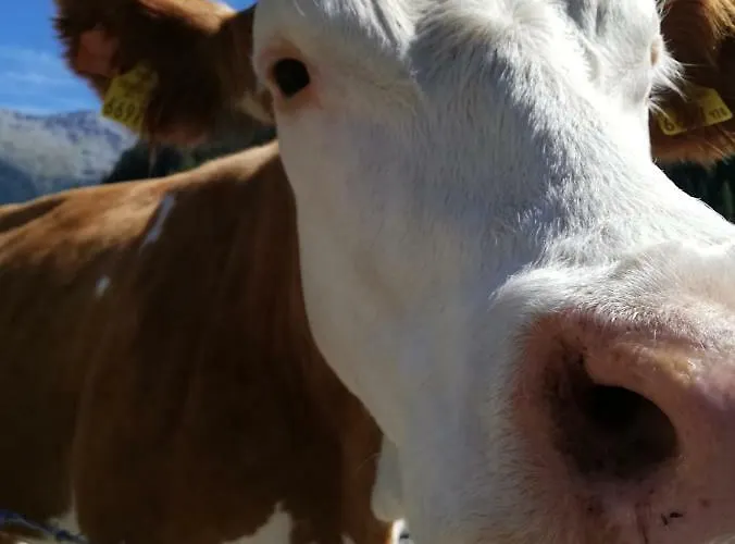 Odenwald Lounge Im Naturpark Bergstrasse-odenwald *