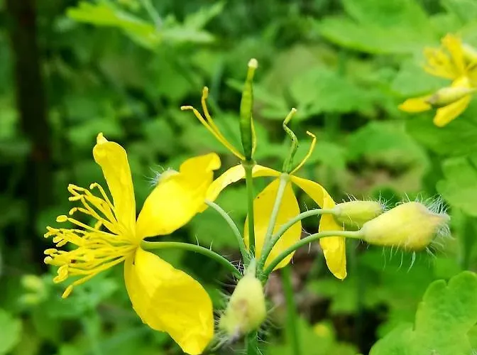 Odenwald Lounge Im Naturpark Bergstrasse-odenwald Reichelsheim