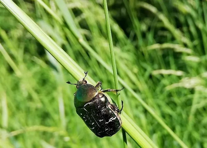 Odenwald Lounge Im Naturpark Bergstrasse-odenwald