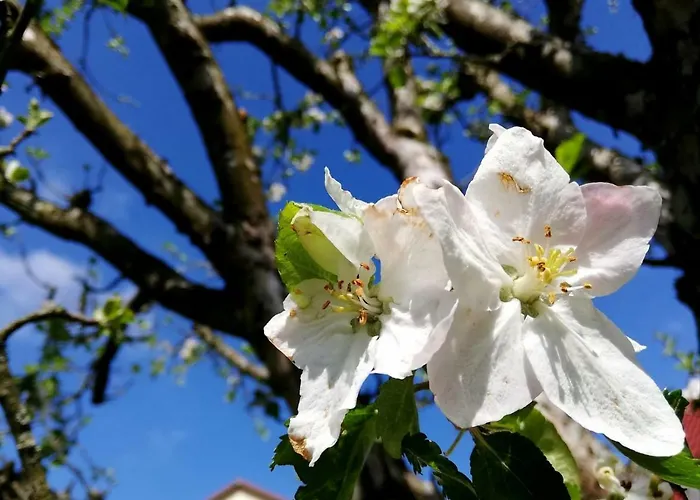 Odenwald Lounge Im Naturpark Bergstrasse-odenwald