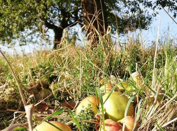 Odenwald Lounge Im Naturpark Bergstrasse-odenwald *