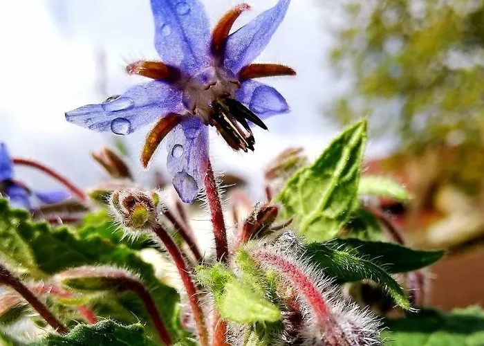 Odenwald Lounge Im Naturpark Bergstrasse-odenwald * Reichelsheim