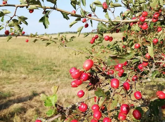 Dom wakacyjny Odenwald Lounge Im Naturpark Bergstrasse-odenwald *