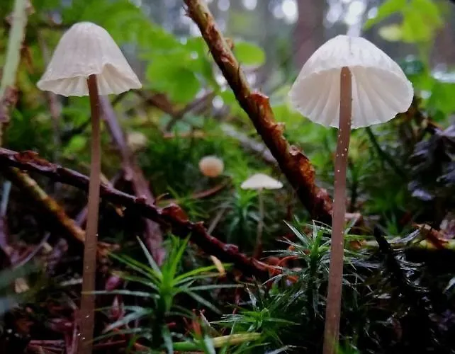 Odenwald Lounge Im Naturpark Bergstrasse-odenwald Semesterbostad Reichelsheim
