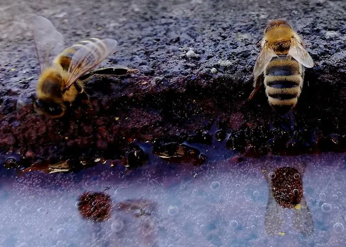Odenwald Lounge Im Naturpark Bergstrasse-odenwald