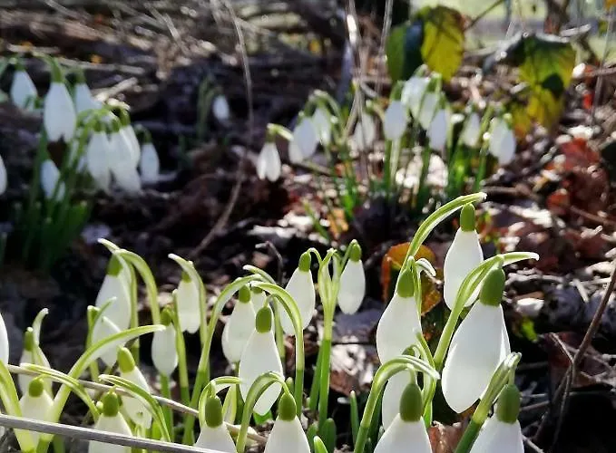 Odenwald Lounge Im Naturpark Bergstrasse-odenwald Reichelsheim
